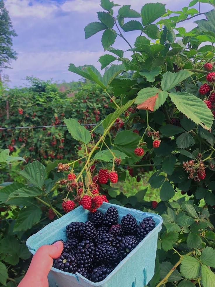 Country Berry Patch: Freshness in a Basket